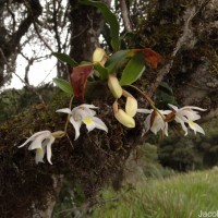 Coelogyne odoratissima Lindl.